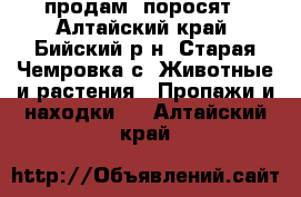 продам  поросят - Алтайский край, Бийский р-н, Старая Чемровка с. Животные и растения » Пропажи и находки   . Алтайский край